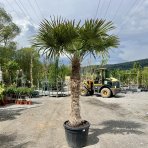 Palma konopná (Trachycarpus fortunei) - výška kmeňa 110-130 cm, celková výška 250-270 cm, kont. C70L (-17°C)